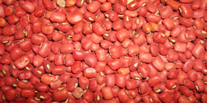 Red Vigna Sinensis beans for export